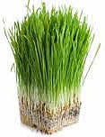 Wheatgrass - Natural Health Organics
